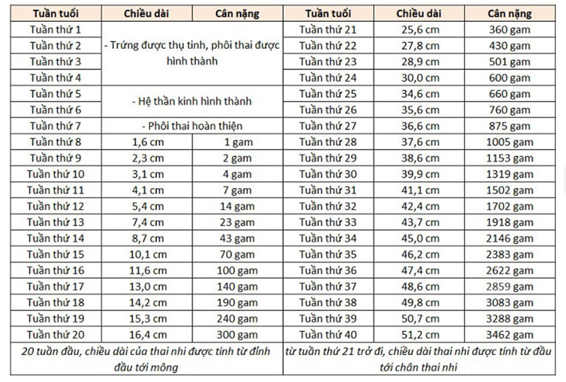 Bảng chiều dài và cân năng của thai nhi
