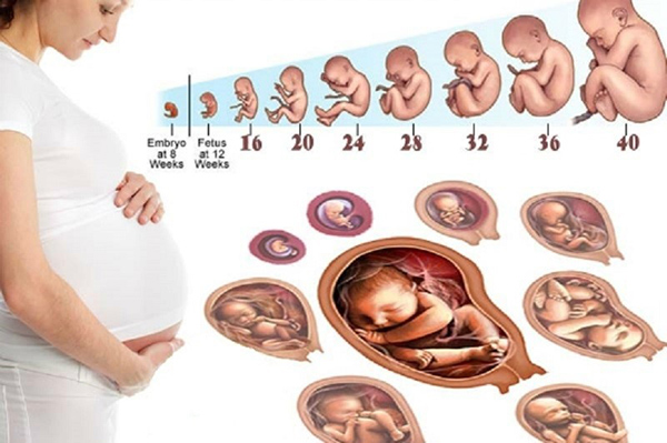 cac-giai-doan-phat-trien-cua-thai-nhi Cùng tìm hiểu về các giai đoạn phát triển của thai nhi