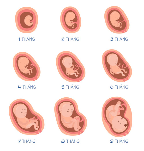 Cân nặng chuẩn của thai nhi