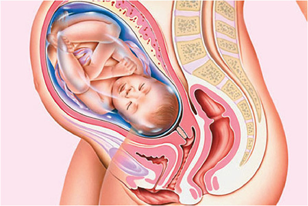 Dấu hiệu thai nhi quya đầu