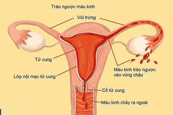 do-day-niem-mac-tu-cung độ dày niêm mạc tử cung