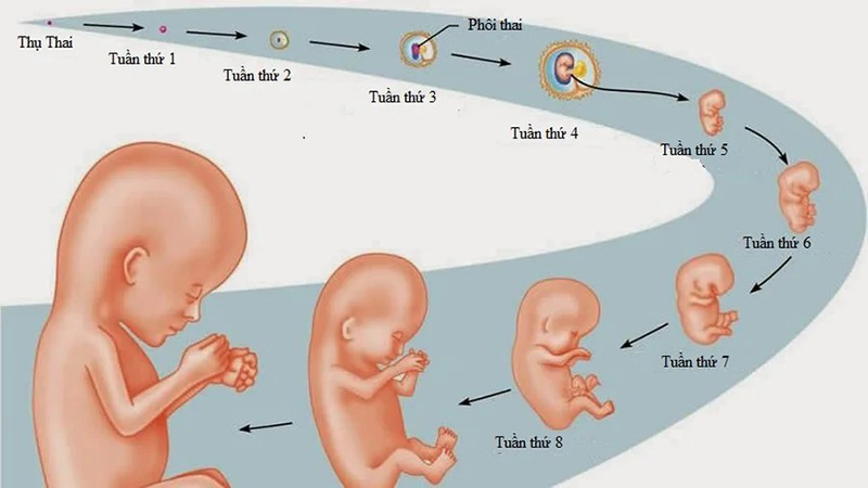 Kích thước thai nhi 8 tuần tuổi
