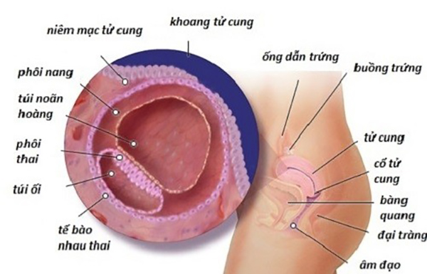 niem-mac-tu-cung-day-7-8-mm Niêm mạc tử cung day 7-8 mm