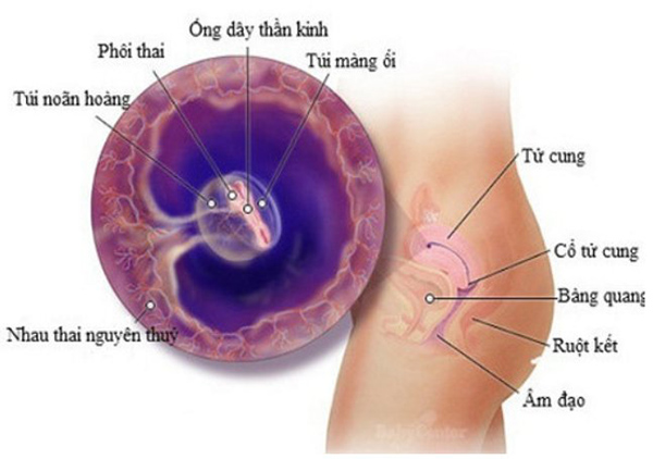 Quá trình thai nhi làm tổ
