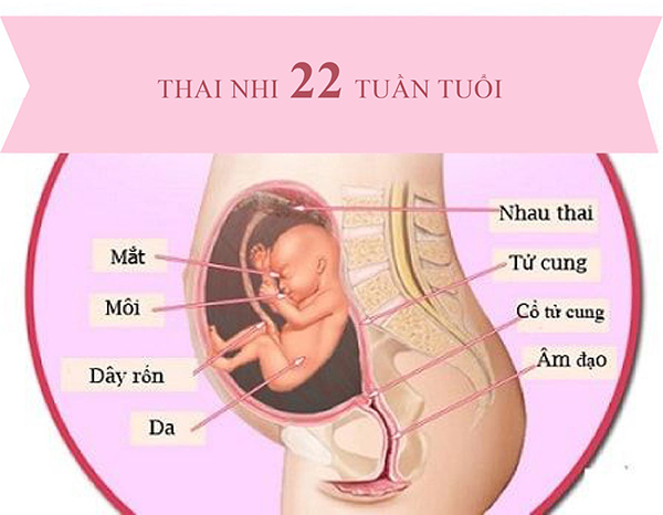 Thai nhi 22 tuần tuổi đạp nhiều chứng tỏ bé đang khỏe mạnh, phát triển tốt